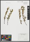Foto von Salix alba L.